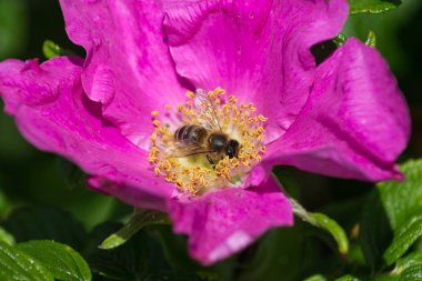 çok güneşli Güney Almanya'da çiçek hibiskus güçlü hafifleyen renk izlenim arılar bal çiçek için besleyici ile görebilirsiniz ve tüm çiçekler güzellik pembe