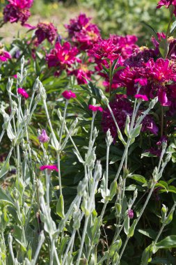 Sen görmek detayları ve çiftlik evinin Bahçe ambiente yazlık ülke çiçek renkleri harika turuncu kırmızı ve pembe ve mavi renkler ile Haziran ayında Güney Almanya çok güneşli bir günde