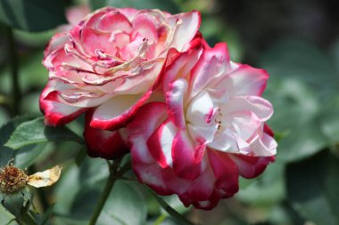 roseplants yaşlı ağaçları özel güzel renkleri
