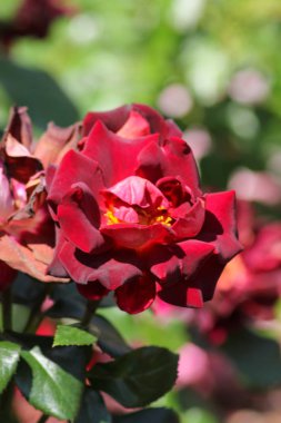 roseplants yaşlı ağaçları özel güzel renkleri