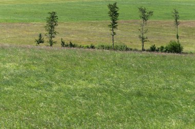Haziran ayında Güney Almanya çok güneşli bir günde çim Mısır ve bitkiler yeşil zeytin renkli ağaçlar ve kırsal manzara orman önce görüşürüz