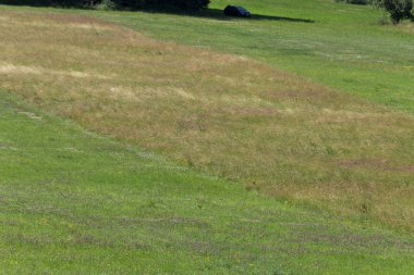 Haziran ayında Güney Almanya çok güneşli bir günde çim Mısır ve bitkiler yeşil zeytin renkli ağaçlar ve kırsal manzara orman önce görüşürüz