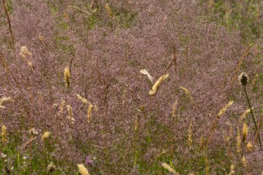 Haziran ayında Güney Almanya çok güneşli bir günde gül ve pembe mor colord çim alan Mısır arka planda önce ayrıntılı görmek