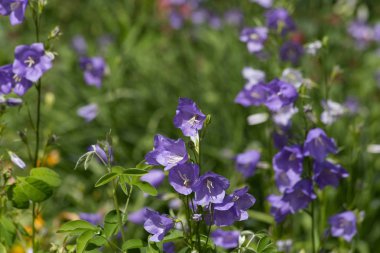 Sen görmek detayları ve çiftlik evinin Bahçe ambiente yazlık ülke çiçek renkleri harika turuncu kırmızı ve pembe ve mavi renkler ile Haziran ayında Güney Almanya çok güneşli bir günde