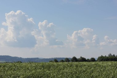 Haziran ayında Güney Almanya çok güneşli bir günde bir araya getirmek yaz cumulus bulutları yatay yukarıda görmek yeşil çim mavi gökyüzü ve gün ışığı ile