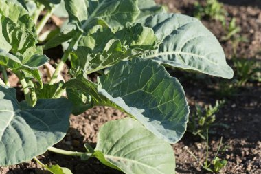 Haziran ayında Güney Almanya çok güneşli bir günde ayrıntıları ve salata mor lahana soğan ve daha fazlası gibi yeşil bitkilerin renkleri görmek