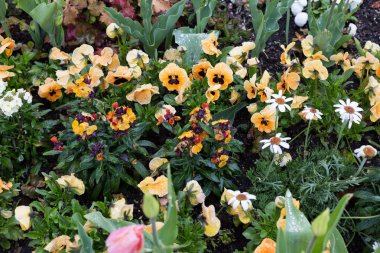 yağmur damlaları etkilerini çiçeği tarafından tamamen farklı görünüyor çiçek yağmurlu bir günde Güney Almanya görünümünde rokoko parkta