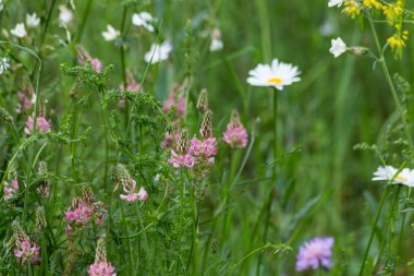 aerly yaz aylarında Güney Almanya çim, ağaçlar, bitkiler ve çiçek açması yeşil bahçe park açık renkli çiçeklenir tarihsel bir şehirde
