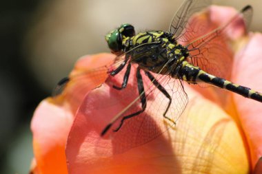 Haziran ayında Güney Almanya çok güneşli bir günde renkli gül düzey renkli bir yeşil nerede oturuyor görüşürüz