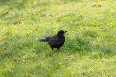 Güney Alman bir parkta siyah kuş önce yağmur tatlı su sahiptir.