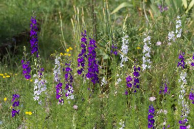 Sen görmek detayları ve çiftlik evinin Bahçe ambiente yazlık ülke çiçek renkleri harika turuncu kırmızı ve pembe ve mavi renkler ile Haziran ayında Güney Almanya çok güneşli bir günde
