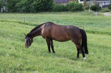 sonu Güney Almanya çok sıcak sıcaklık taze yeşil çim ve geniş melek Oda horizone, mavi gökyüzü zevk at izin verebilirim