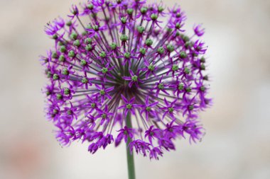 aerly yaz aylarında Güney Almanya çim, ağaçlar, bitkiler ve çiçek açması yeşil bahçe park açık renkli çiçeklenir tarihsel bir şehirde