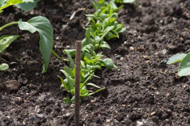 Haziran ayında Güney Almanya çok güneşli bir günde gördüğünüz ayrıntıları ve renk sebze ve salata ve vejetaryen yiyecekler