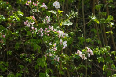 Bahar beyaz çiçek açan elma ağaçlarında.
