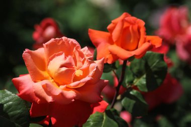 Haziran ayında Güney Almanya çok güneşli bir günde gül pembe, kırmızı, sarı, beyaz ve turuncu gibi birçok renkte görmek