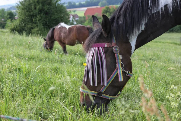 Slutet Kan Södra Tyskland Mycket Varm Temperatur Låt Häst Njuta — Stockfoto
