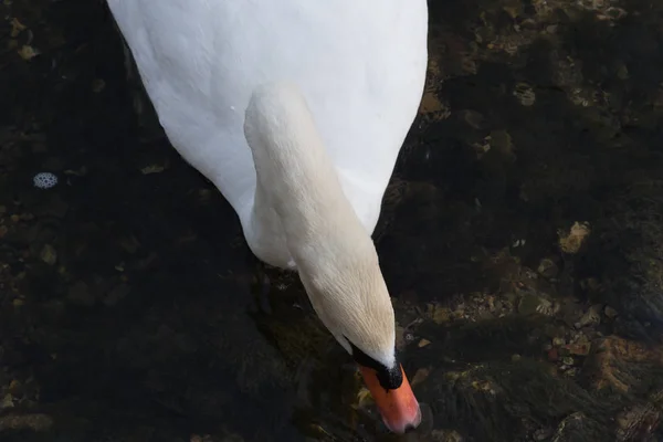 Een Avond Dag Juni Zuid Duitsland Het Midden Van Een — Stockfoto