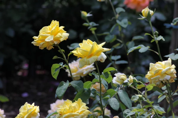 Día Muy Soleado Junio Sur Alemania Ven Rosas Muchos Colores — Foto de Stock