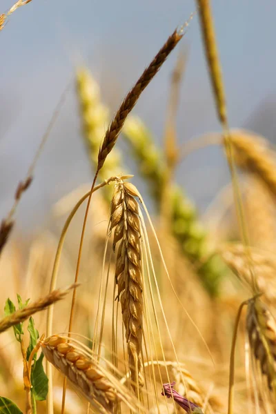 Einem Sonnigen Junitag Süddeutschland Sieht Man Weizenpflanzen Und Rosa Weiße — Stockfoto