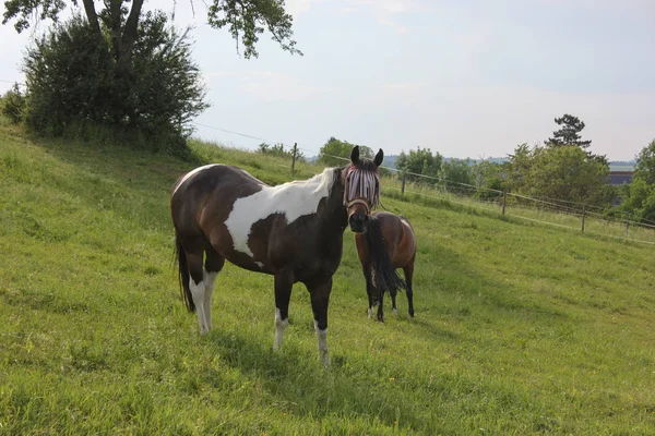 Final Mayo Sur Alemania Temperatura Muy Caliente Dejar Que Caballo —  Fotos de Stock