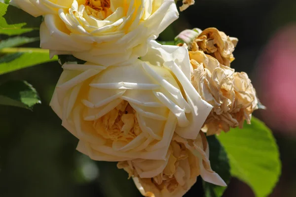 Speciální Barvy Starší Květ Roseplants — Stock fotografie