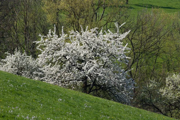 Frisch Blühende Bäume Süddeutschland — Stockfoto