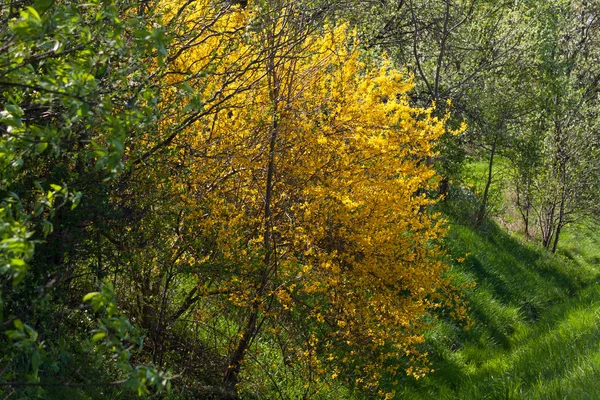 Plantas Florecientes Con Colores Estacionales Primavera —  Fotos de Stock