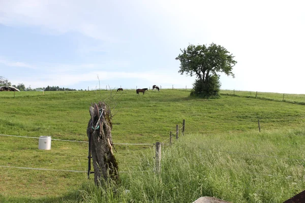 Einem Sonnigen Abend Mai Süddeutschland Wird Ein Zaun Benötigt Tiere — Stockfoto