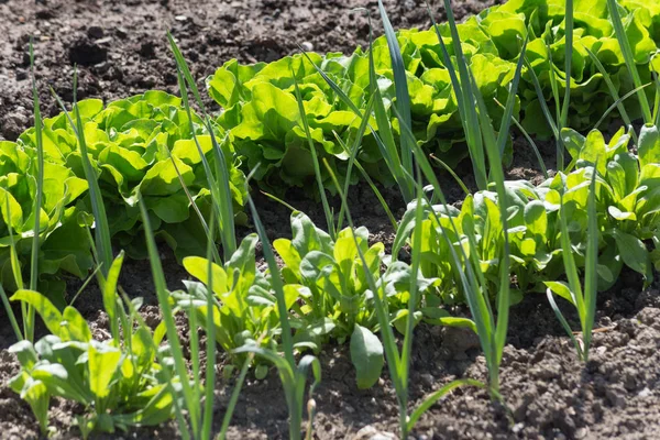 Een Zeer Zonnige Dag Juni Zuid Duitsland Zie Groenten Salade — Stockfoto