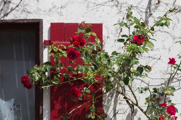 Día Muy Soleado Junio Sur Alemania Ven Detalles Colores Casas — Foto de Stock