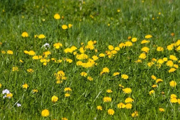 Mevsimlik Bahar Renklerinin Ile Çiçek Açan Bitkiler — Stok fotoğraf