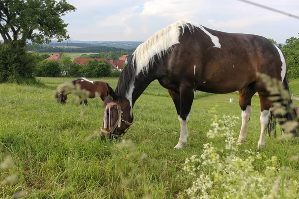 End May South Germany Very Hot Temperature Let Horse Enjoy — Stock Photo, Image