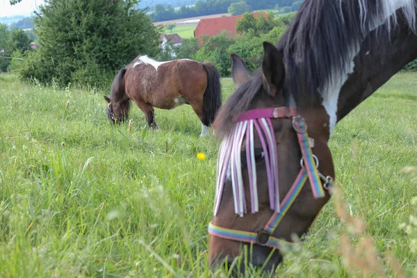 Konci Může Jižním Německu Velmi Horké Teploty Nechte Koně Čerstvé — Stock fotografie