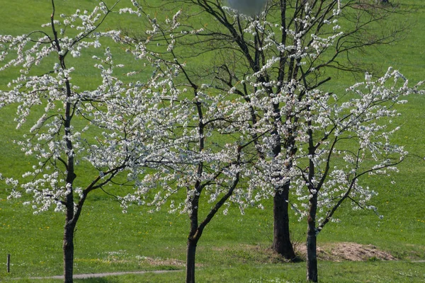 南ドイツの片田舎で晴れた春の日に緑のフィールドに強力な白い花 — ストック写真