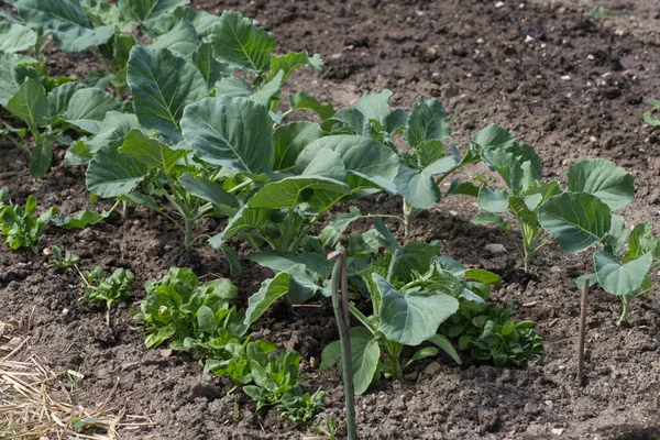 Einem Sonnigen Junitag Süddeutschland Sieht Man Gemüse Und Salat Und — Stockfoto