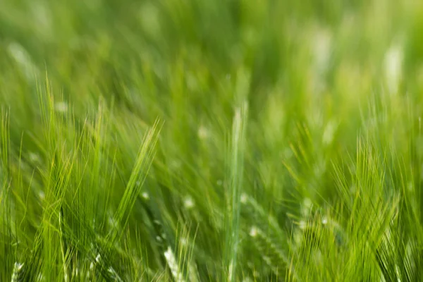 Very Sunny Day May South Germany You See Plants Crop — Stock Photo, Image