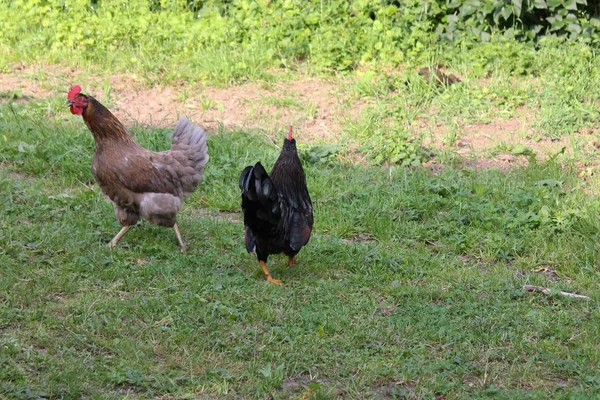 Very Sunny Day May South Germany You See Chickens Male — Stock Photo, Image