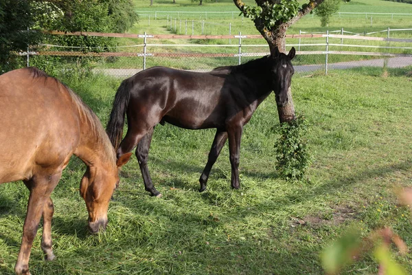 在德国南部一个阳光明媚的夜晚 在德国南部 你会在大约一到两年的时候看到黑色和棕色的小马 — 图库照片