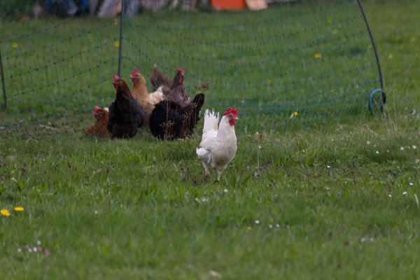 Poussins Broutant Sur Pelouse Verte Dans Sud Allemagne — Photo