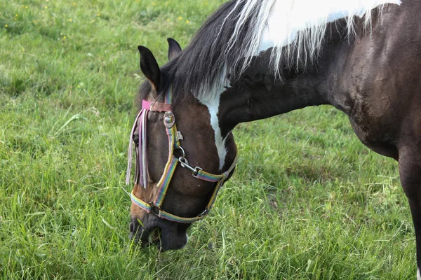 Ende Mai Süddeutschland Sehr Heiße Temperaturen Lassen Pferd Frisches Grünes — Stockfoto