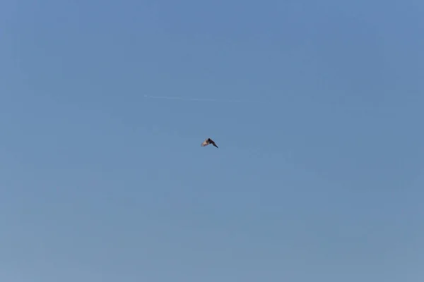 Ave Presa Volando Alto Cielo Azul Profundo Sur Alemania Campo — Foto de Stock