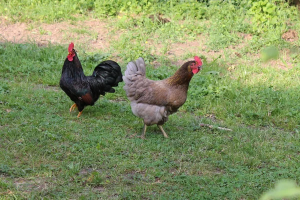 Çok Güneşli Güney Almanya Sen Tavuk Erkek Dişi Yeşil Çalılar — Stok fotoğraf