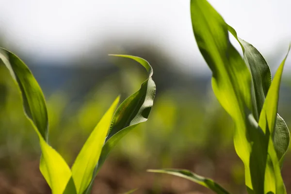 Día Muy Soleado Mayo Sur Alemania Ven Plantas Maíz Tierra —  Fotos de Stock