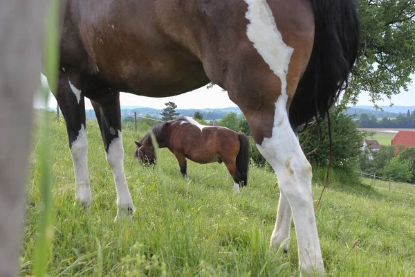 Konci Může Jižním Německu Velmi Horké Teploty Nechte Koně Čerstvé — Stock fotografie