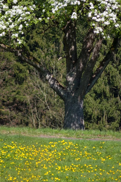 Fresh Blooming Trees Southern German Countryside — Stock Photo, Image