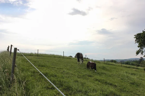 Final Mayo Sur Alemania Temperatura Muy Caliente Dejar Que Caballo —  Fotos de Stock