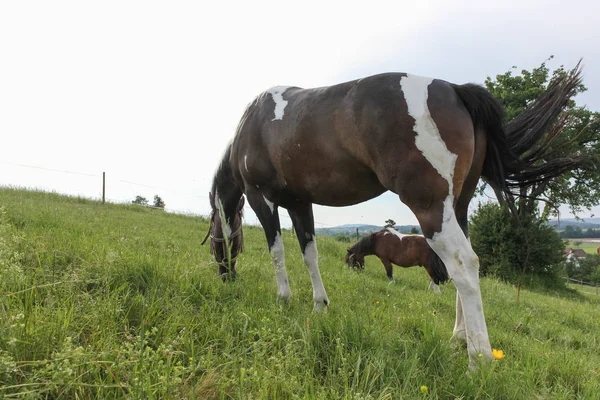 Fine Maggio Germania Meridionale Temperatura Molto Calda Lasciare Che Cavallo — Foto Stock