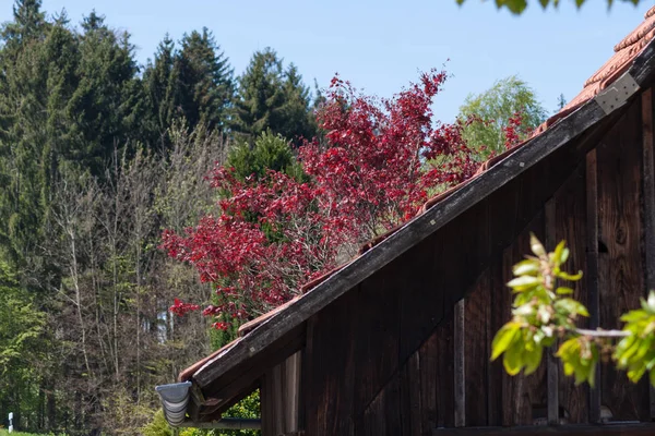 Tavasszal Dél Német Vidék Kerítés Előtt Épületek Ajtók Ablakok Tetők — Stock Fotó