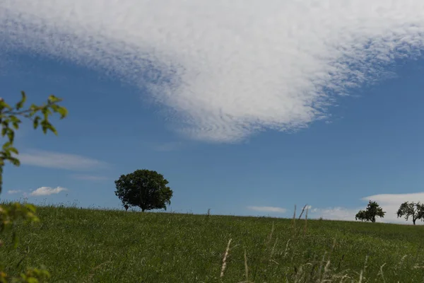 Einem Sehr Sonnigen Junitag Süddeutschland Sieht Man Blauen Himmel Mit — Stockfoto
